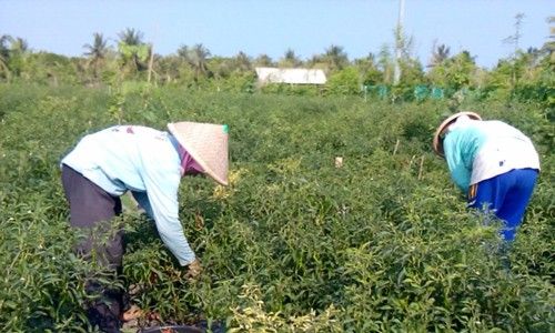 Harga Cabai di Tingkat Petani Kulonprogo Rendah, Hanya Rp4.000 Per Kilogram