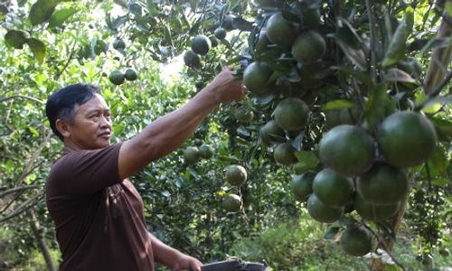 PERTANIAN KLATEN : Sempat Terserang Virus, Petani Jatinom Kini Panen Raya Jeruk