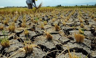 KEKERINGAN BOYOLALI : Meski Dekat Sumber Air, Petani di Teras Boyolali Kekeringan Tiap Tahun