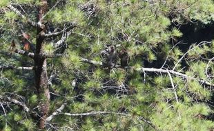 SERANGAN KERA : Merapi Normal, Ladang di Lima Desa Diserang Kera