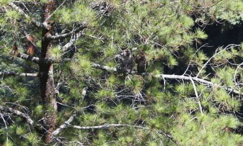 SERANGAN KERA : Merapi Normal, Ladang di Lima Desa Diserang Kera