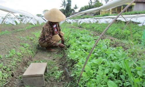 PERTANIAN KLATEN : Manisrenggo Siapkan Lahan 150 Hektare untuk Tanam Tembakau