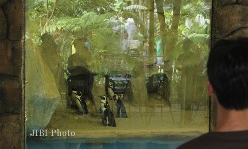 LIBURAN DI JOGJA : Wisatawan Bisa Memberi Makan Harimau Hingga Pinguin di Gembiraloka Zoo