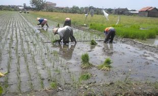 KELANGKAAN PUPUK : Distributor Bantah Bermain