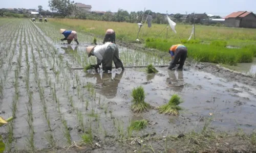 Gabung Kelompok Tani? Ini Manfaat yang Seharusnya Didapat Petani