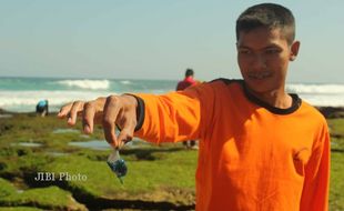 Hati-hati!! Akhir Bulan Impes Berbisa Muncul di Pantai 