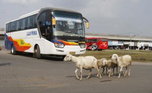 FOTO TERMINAL KARTASURA : Kambing Leluasa Berlalu-Lalang di Sela Bus