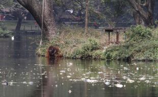 PENGELOLAAN TSTJ SOLO : PT Ancol Serius Garap Taman Satwa Taru Jurug