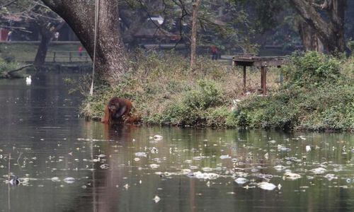 SINGA TSTJ SOLO MATI : Wali Kota Rudy Evaluasi Pengelola Kebun Binatang Solo