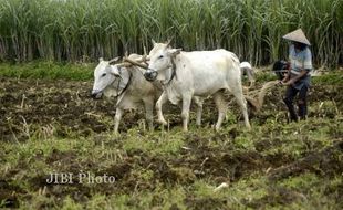 Sejumlah Hal Ini Harus Diperhatikan dalam Pengembangan Agribisnis Pertanian