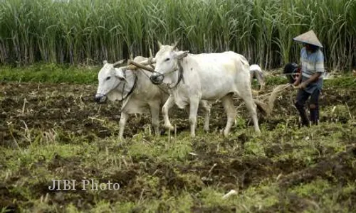 BANTUL EKSPO 2014 : Klontong Terbesar akan Catatkan Rekor MURI