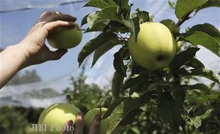 KEBUN BUAH MANGUNAN : Dispertanhut Bantul Upayakan Tanaman Berbuah Sepanjang Tahun