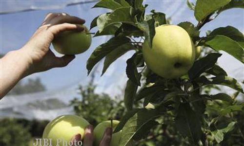 KEBUN BUAH MANGUNAN : Kebun Buah yang Tak Tentu Berbuah