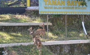  WISATA WONOGIRI : 7 Rusa Timor Jadi Penghuni Baru WGM