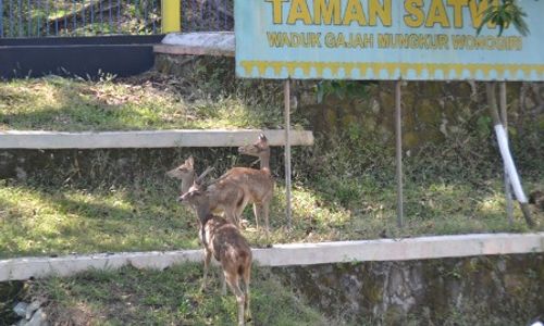  WISATA WONOGIRI : 7 Rusa Timor Jadi Penghuni Baru WGM