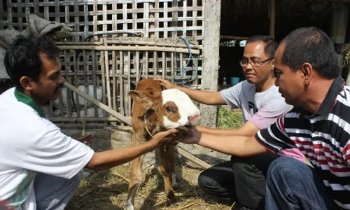 HEWAN UNIK : Ajaib, Anak Sapi di Klaten Ini Memiliki Hidung Dua 