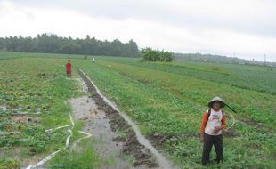 Hujan Terus Menerus, Ratusan Hektar Melon Terancam Gagal Panen