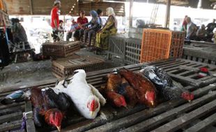 FOTO RAMADAN 2014 : Harga Ayam Kampung Naik Rp10.000/Kg