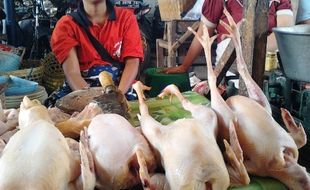  HARGA KEBUTUHAN : Harga Daging Ayam di Klaten Fluktuatif