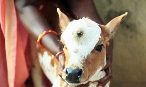 KISAH UNIK : Kambing Bermata Tiga Ini Diyakini Titisan Dewa Siwa