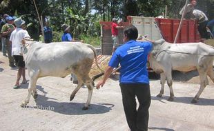 SIMULASI MITIGASI BENCANA : Erupsi Terjadi, Tim Penyelamat Ternak Beraksi