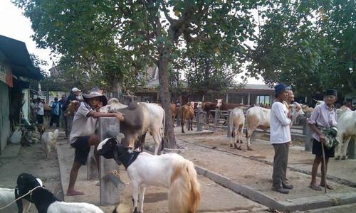 IDULADHA 2014 : Pantau Tempat Hewan Kurban, Pemkot Tambah Personel 