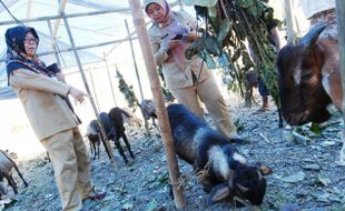 FOTO IDULADHA 2014 : Dinas Peternakan Jateng Periksa Kambing Kurban