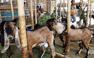 IDULADHA 2017 : Gunungkidul Salurkan 22 Kambing Kurban dari Iuran OPD