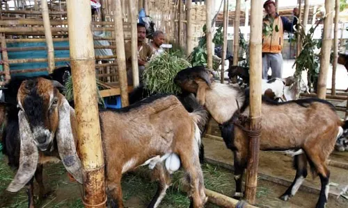 Ditarik Iuran Rp50.000/Bulan untuk Korban Kambing, Ortu Siswa SD Jonggrangan Klaten Keberatan