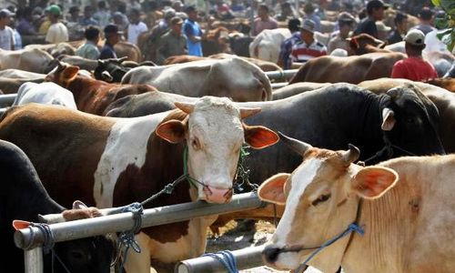 IDUL ADHA 2014 : Harga Sapi di Karanganyar Naik Rp2 juta Per Ekor