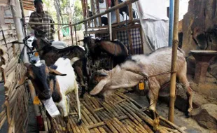 FOTO IDULADHA 2014 : Kambing Kurban di Bumi Mulai Rp1,5 Juta