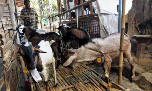 Sapi Kurban Berlimpah, Desa Pengkok Sragen Salurkan 91 Kambing hingga ke Pacitan