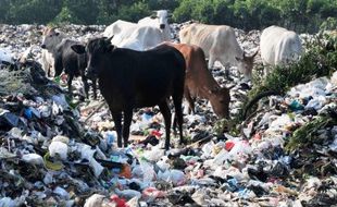 TPA PIYUNGAN BANTUL : Warga Bawuran Sandera Sapi Pemakan Sapi