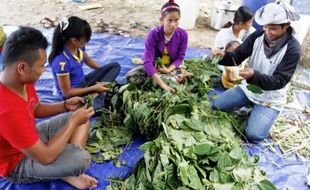 FOTO PESTISIDA NABATI : Suku Talang Mamak Bagikan Ilmu Bertani