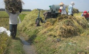 KEKERINGAN SUKOHARJO : Sawah Kenep Kekeringan, Petani Panen Lebih Awal