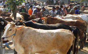 KELANGKAAN DAGING SAPI : Polri Siap Tindak Pengusaha Sapi Nakal