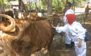  Bantul Galakkan Inseminasi Buatan untuk Tingkatkan Populasi Sapi