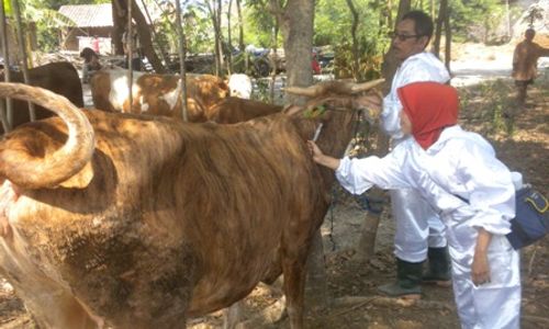  Bantul Galakkan Inseminasi Buatan untuk Tingkatkan Populasi Sapi