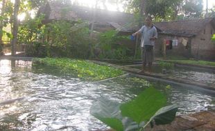 'Menghangatkan' ikan Jadi Cara Citu Dusun Kergan Kembangkan Perikanan