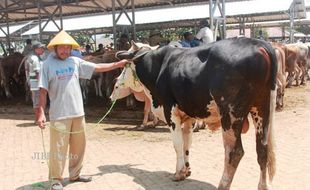 IDULADHA 2014 : Harga Jual Sapi Turun Rp1,5 Juta, Harga Kambing Stabil