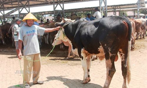 IDULADHA 2014 : Harga Jual Sapi Turun Rp1,5 Juta, Harga Kambing Stabil