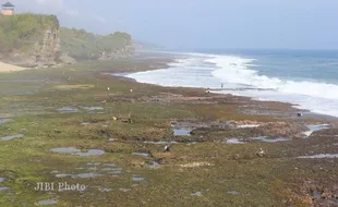 FOTO LAUT SURUT : Warga Mencari Rumput Laut