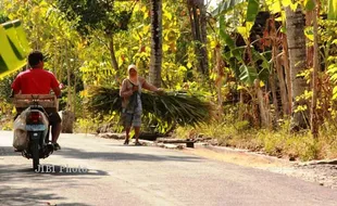 KEKERINGAN KLATEN : Peternak Sapi Jatinom Waswas