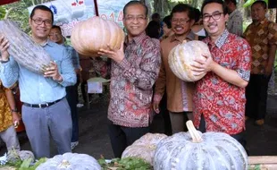 FOTO FESTIVAL LABU NUSANTARA : IPB dan Panah Merah Dorong Tanam Labu