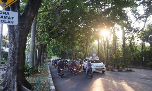 Awas, Ratusan Pohon Rapuh Ancam Jalur Utama Solo