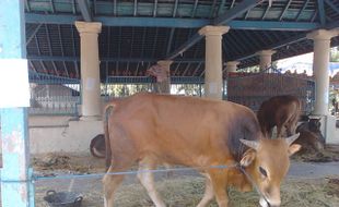 IDUL ADHA 2015 : Sapi Kurban Jokowi Dibeli dari Pedagang Klaten