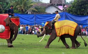  SEPAK BOLA GAJAH PSS VS PSIS : Inilah Kejadian Sepak Bola Gajah Yang Sempat Terjadi di Indonesia