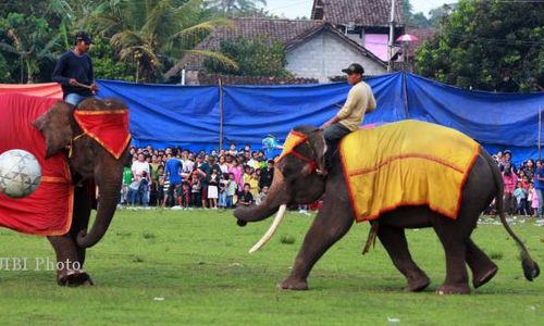  SEPAK BOLA GAJAH PSS VS PSIS : Inilah Kejadian Sepak Bola Gajah Yang Sempat Terjadi di Indonesia