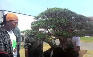 Sore Ini, Digelar Pameran Bonsai dari 19 Negara di Benteng Vredeburg