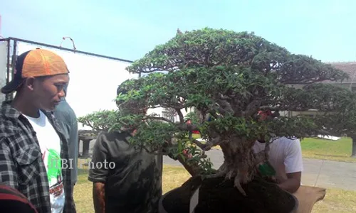 Sore Ini, Digelar Pameran Bonsai dari 19 Negara di Benteng Vredeburg